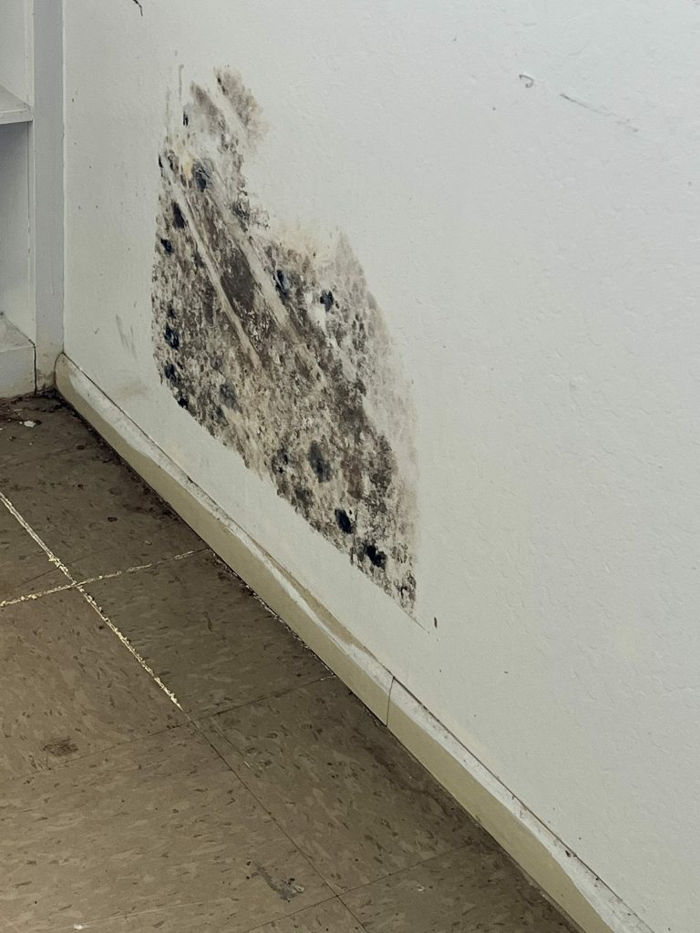 Black mold on wall