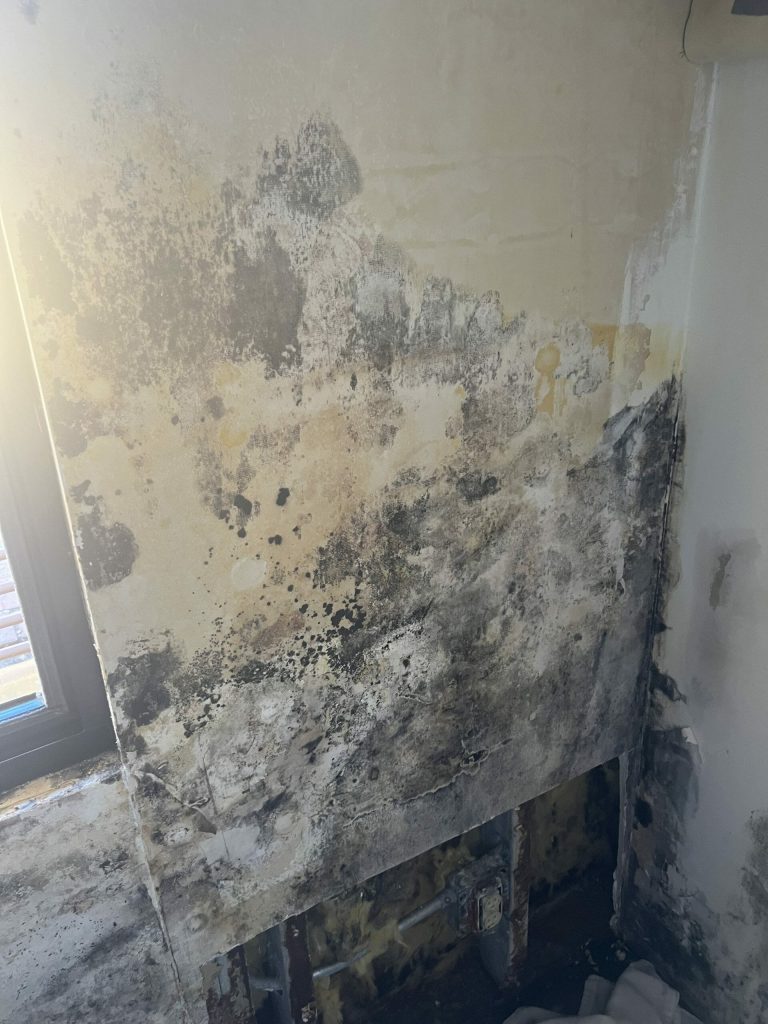 Mold remediation in progress.