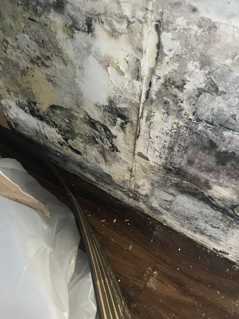 Mold remediation specialists