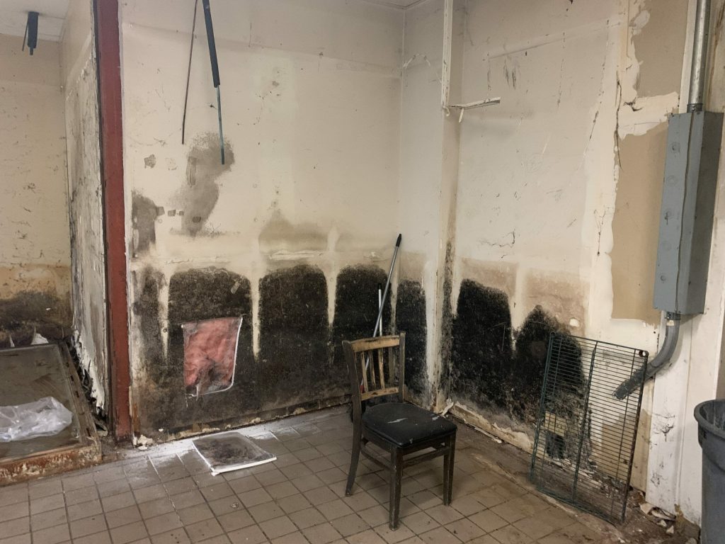 mold on the walls